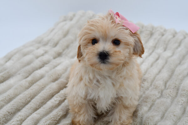 [#252491-03]  - Apricot F Maltipoo Puppies for Sale