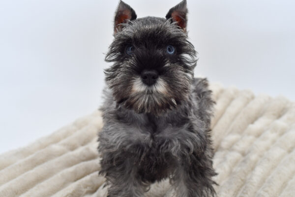 [#252627-01]  - Salt / Pepper M Miniature Schnauzer Puppies for Sale