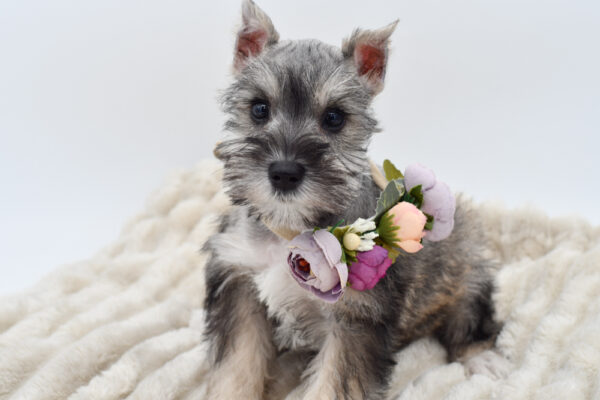 [#25897-05]  - Salt / Pepper F Miniature Schnauzer Puppies for Sale