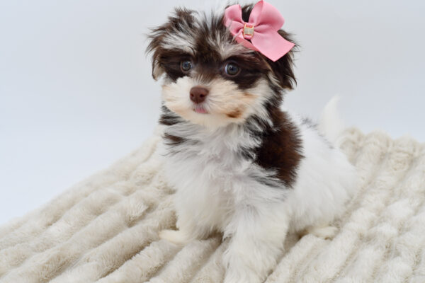 [#25900-05]  - Chocolate / White F Havanese Puppies for Sale
