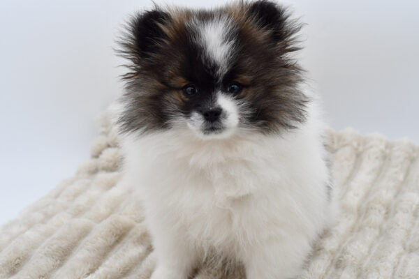 [#252567-01]  - Black M Pomeranian Puppies for Sale