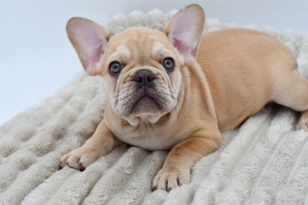 [#252678-02]  - Blue Fawn M French Bulldog Puppies for Sale
