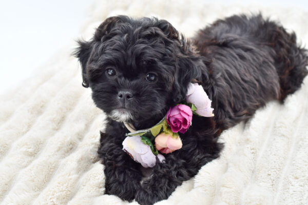 [#252698-04]  - Black F ShihPoo Puppies for Sale
