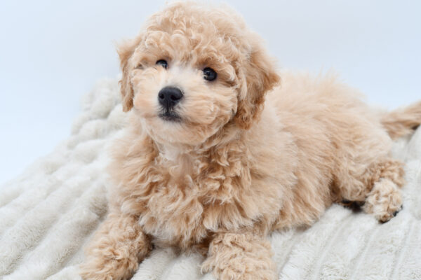 [#252771-02]  - Apricot M Bichapoo Puppies for Sale