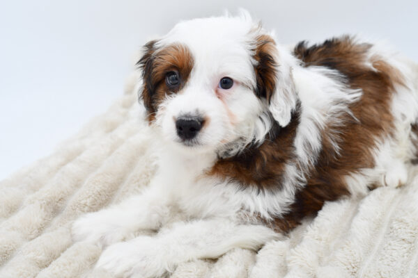 [#252788-08]  - Black M Aussiedoodle Mini Puppies for Sale