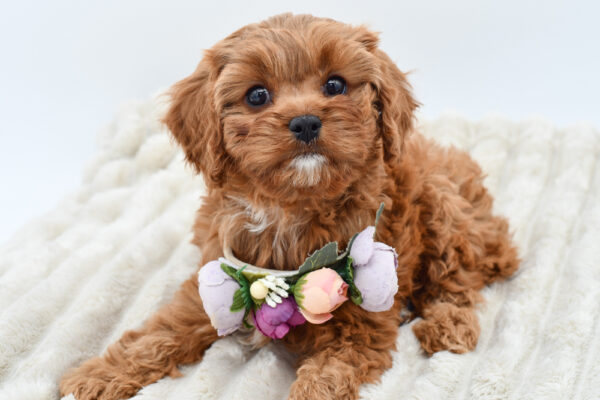 [#252834-04]  - Red / White F Cavapoo Puppies for Sale