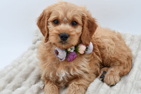 [#252943-07]  - Golden F Goldendoodle Mini Puppies for Sale