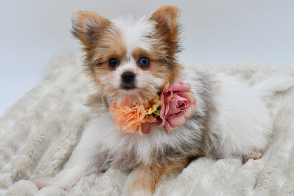 [#252535-03]  - Merle F Pomeranian Puppies for Sale