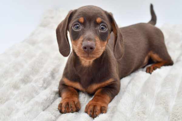 [#252601-02]  - Chocolate / Tan M Dachshund Puppies for Sale