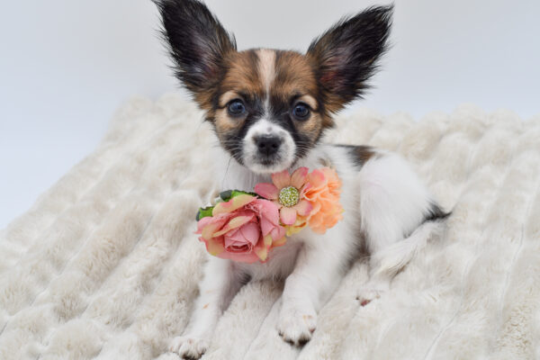 [#252765-04]  - Tri-Colored F Papillon Puppies for Sale