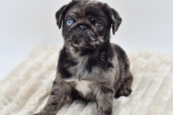 [#252810-02]  - Blue Merle M Pug Puppies for Sale