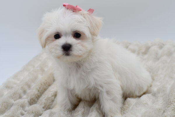 [#252908-03]  - White F Maltese Puppies for Sale