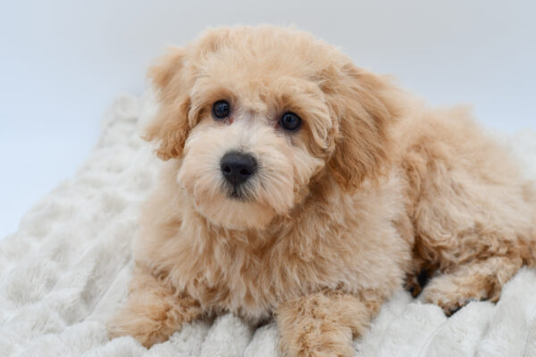 [#252771-01]  - Apricot M Bichapoo Puppies for Sale