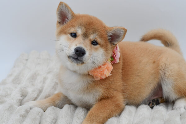 [#252782-03]  - Red F Shiba Inu Puppies for Sale