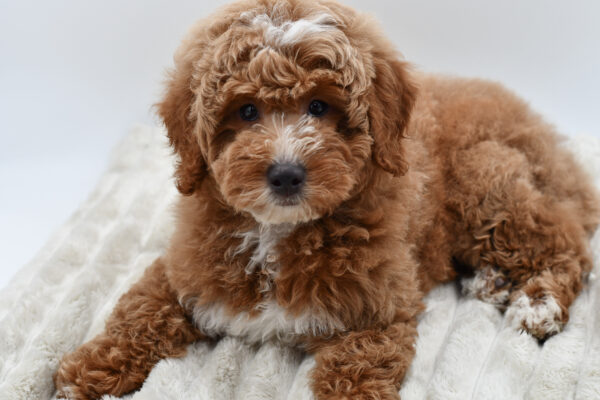 [#252811-02]  - Red / White M Poodle Puppies for Sale