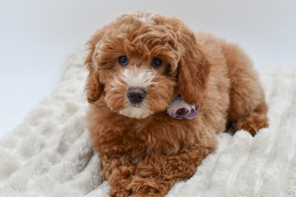 [#252811-10]  - Red / White F Poodle Puppies for Sale