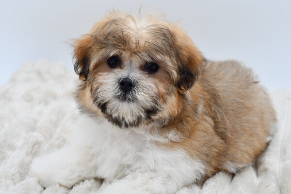 [#252819-03]  - Brown / White M Teddy Bear Puppies for Sale