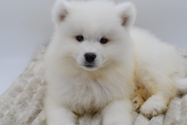 [#252914-04]  - White M Samoyed Puppies for Sale