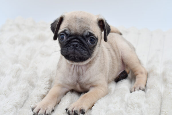 [#252924-03]  - Fawn M Pug Puppies for Sale