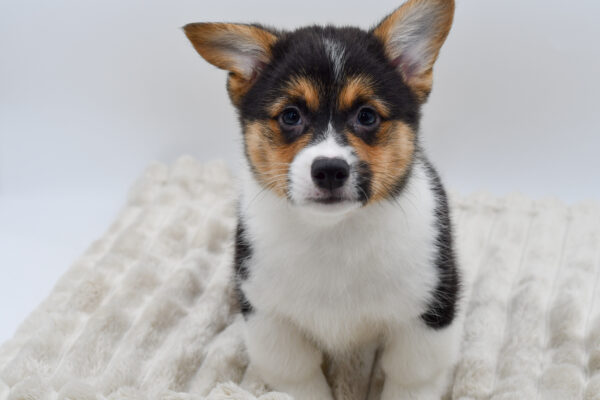 [#252931-03]  - Black M Pembroke Welsh Corgi Puppies for Sale