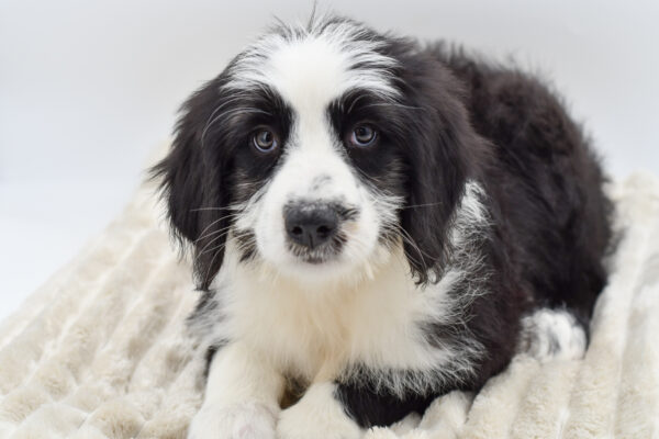 [#253009-03]  - Black / White F Old English Sheepdog/Bernese Mountain Dog Puppies for Sale