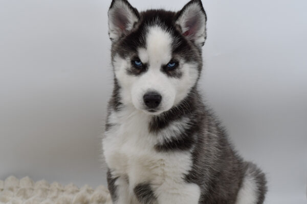 [#253018-02]  - Black / White M Siberian Husky Puppies for Sale