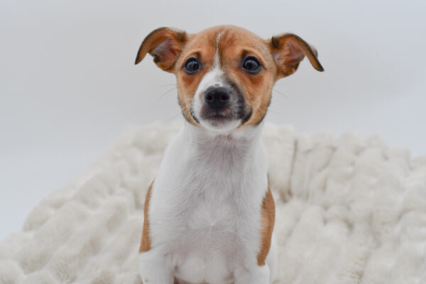 [#252600-02]  - Sable / White M Toy Fox Terrier Puppies for Sale