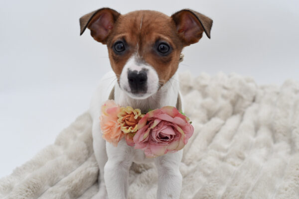 [#252600-06]  - Sable / White F Toy Fox Terrier Puppies for Sale