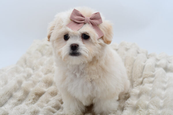 [#252611-02]  - Apricot F Teddy Bear Puppies for Sale