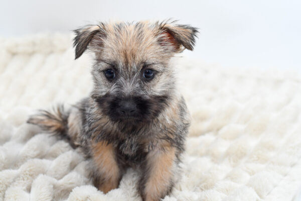 [#252669-02]  - Wheaten F Cairn Terrier Puppies for Sale