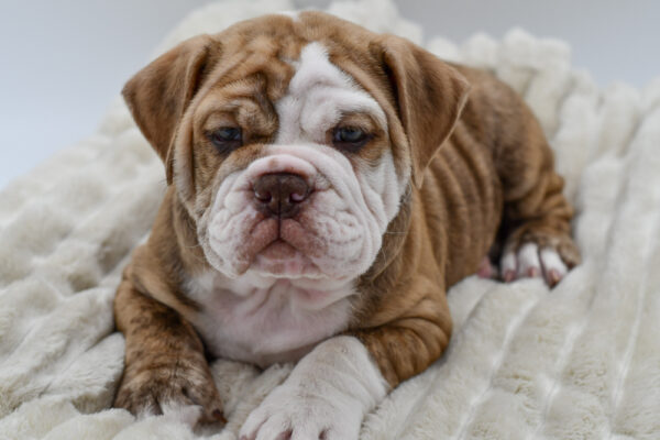 [#252723-02]  - Chocolate / White M Victorian Bulldog Puppies for Sale