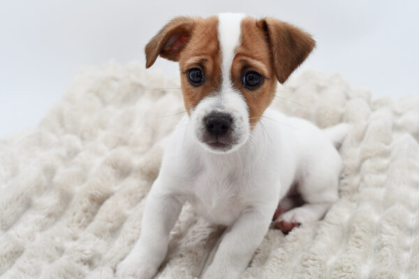 [#252725-01]  - Tan / White M Jack Russell Terrier Puppies for Sale
