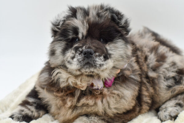 [#252913-03]  - Blue F Chow Chow Puppies for Sale