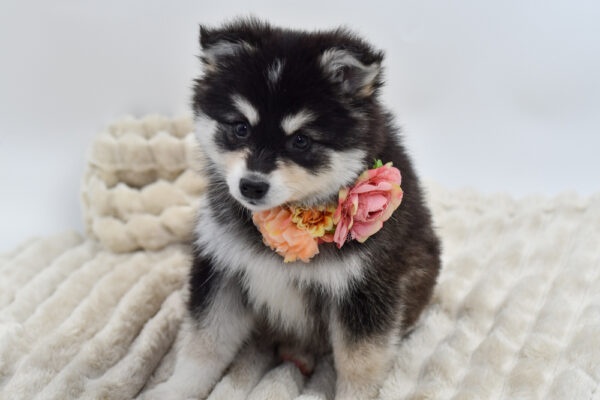 [#252929-08]  - Black / White F Alaskan Klee Kai Puppies for Sale