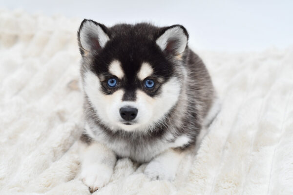 [#252930-01]  - Black / White M Alaskan Klee Kai Puppies for Sale