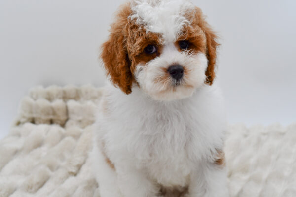 [#252938-01]  - White / Red M Cavapoo F2 Puppies for Sale