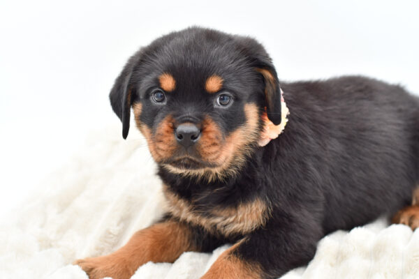 [#252940-08]  - Black / Tan F Rottweiler Puppies for Sale