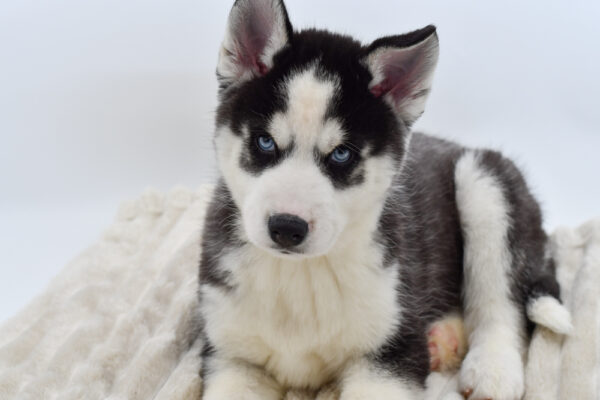 [#253244-03]  - Black / White M Siberian Husky Puppies for Sale