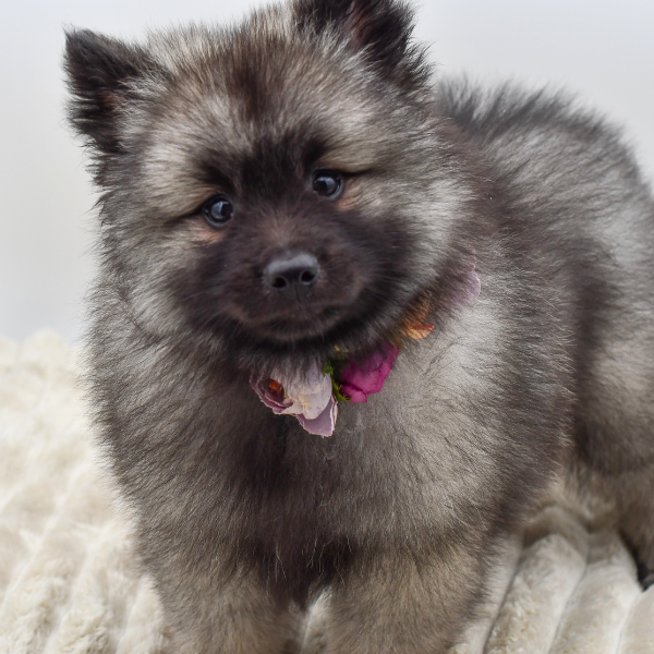 [#252984-02]  - Black Silver F Keeshond Puppies for Sale