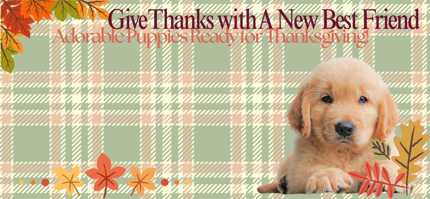 Find Puppies & Kittens For Sale banner