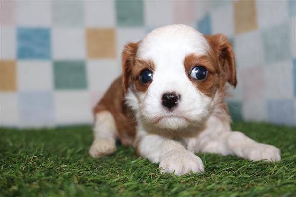 [#252240-04]  - Blenheim F Cavalier King Charles Spaniel Puppies for Sale