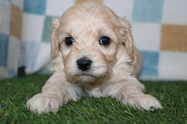 [#252308-01]  - Blenheim M Cavachon Puppies for Sale