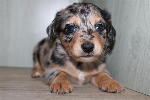 [#252273-02]  - Blue Merle F Chiweenie Puppies for Sale