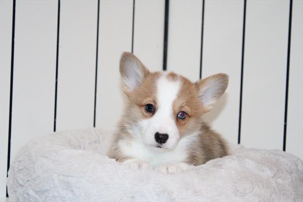 [#252821-02]  - Red / White M Pembroke Welsh Corgi Puppies for Sale