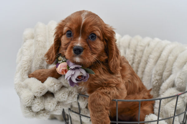 [#252741-01]  - Ruby F Cavalier King Charles Spaniel Puppies for Sale