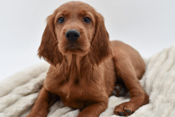 [#252763-07]  - Mahogany M Irish Setter Puppies for Sale