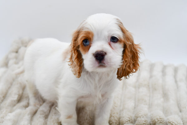 [#252764-02]  - Red / White M Cockalier Puppies for Sale