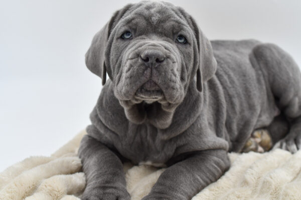 [#253078-02]  - Blue M Neapolitan Mastiff Puppies for Sale