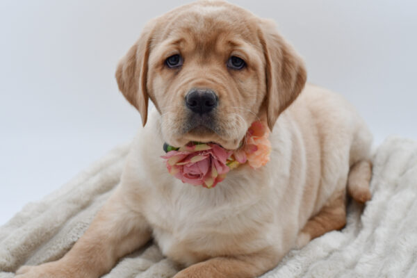 [#25383-02]  - Yellow F Labrador Retriever Puppies for Sale