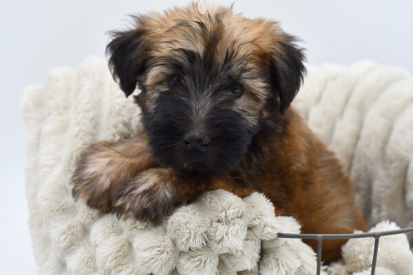 [#25403-02]  - Brown M Soft Coated Wheaten Terrier Puppies for Sale